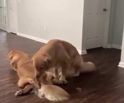 Gonna take a quick nap right here