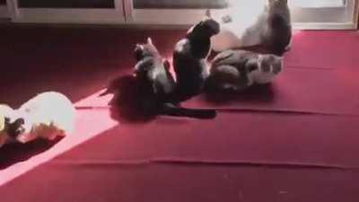 Time lapse of cats following the sun