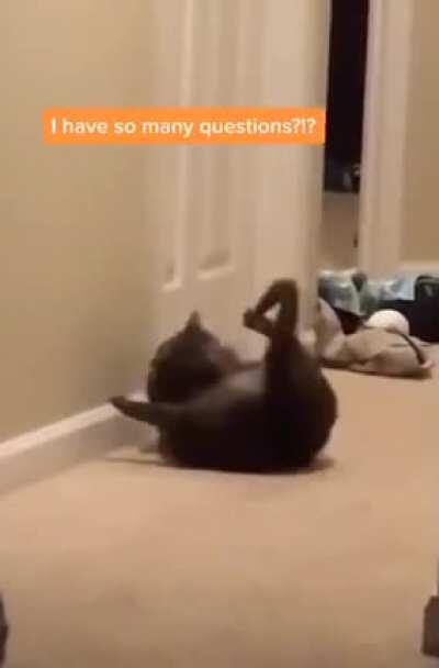 Все любят котиков.