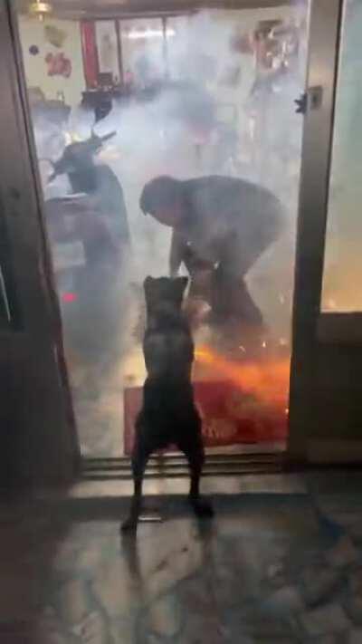 Dog & firecracker = CHAOS