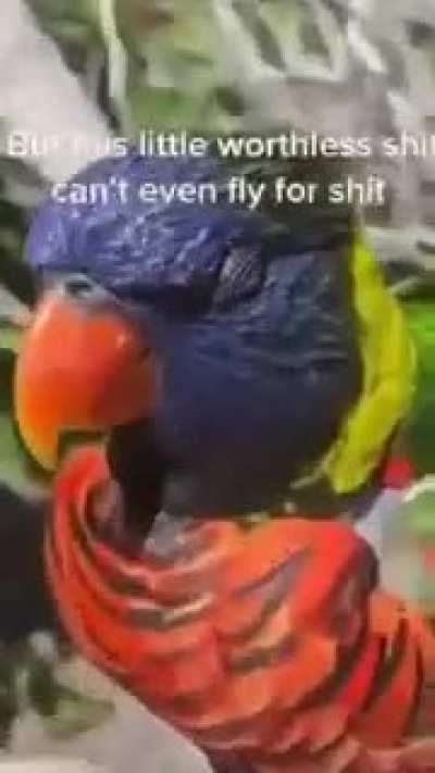 lingus bingus mc penis