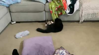 Cats chasing each other