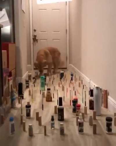 What do u think guys? Cat or dog