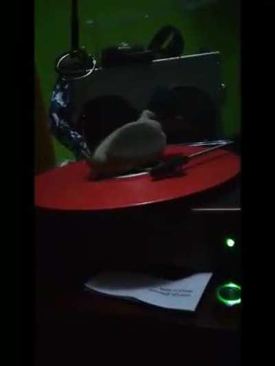 My duck likes my Beastie Boys record