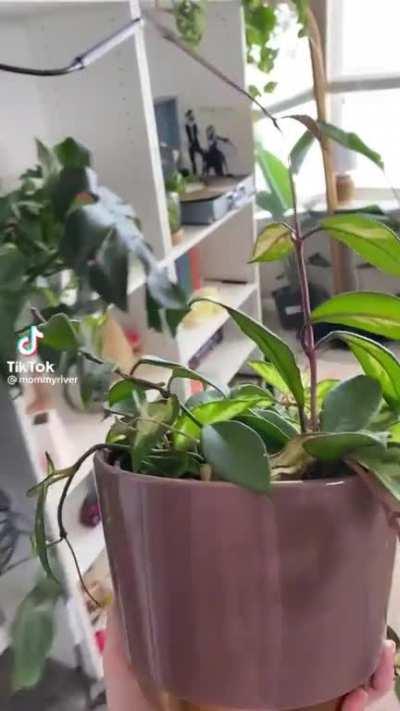 She has mastered every Foopahh technique: bare tit in first frame, reflection of nude breasts on shiny surface, dark doorway striptease