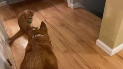 “Gimme your lunch money, punk.”