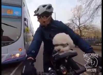 Bus closes in on a cyclist resulting in a heated argument between the dog and the driver