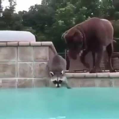 Interspecies swim team