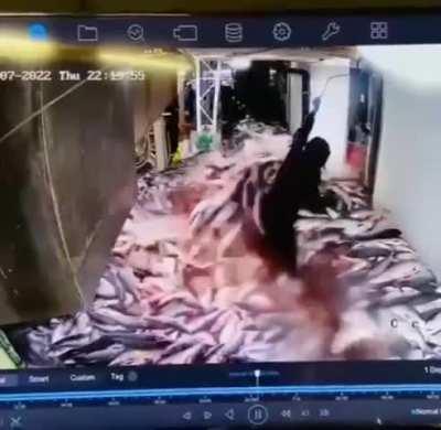 Fish invasion