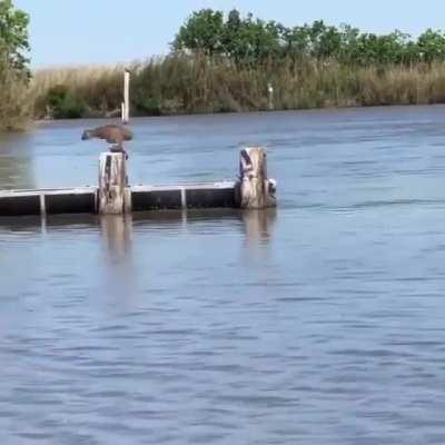 The immense jumping power of a bobcat