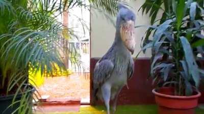 The Shoebilll is as close to dinosaurs as we can get