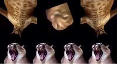 floppa flopping - Floppa Friday post! (original post was by @prince.floppa on instagram)