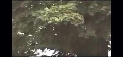 Медведь+транквилизатор+трамплин.