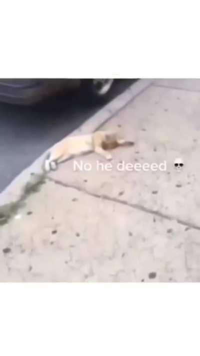 Tei kill meo meo bro😭