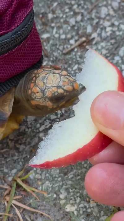 Turtle eating an apple