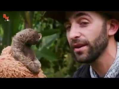 Baby sloth savage attack