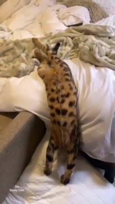 Good morning Fellows.. Its monday.