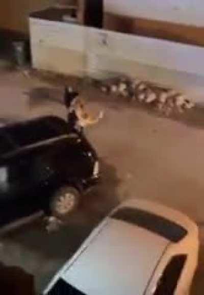 Girl catches escaped lion and casually carries it down the street. Wild!