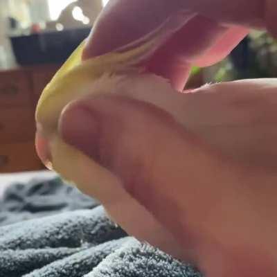 Ok those are the scritches you were looking for