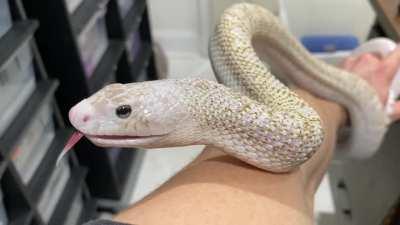 My boy Steam doing his thing