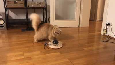 „Yes Yes Yes Yes“ to „No No No No“