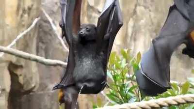 How a bat pees