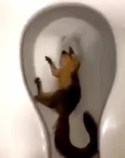 cursed_squirrel