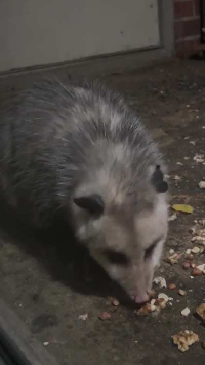 Betty loving her banana tonight! ♥️