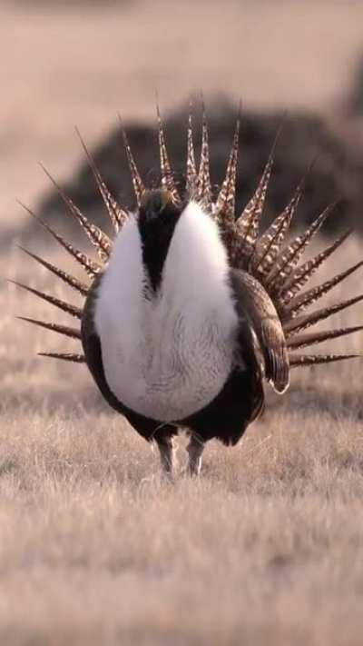 The Greater Sage-Grouse is known for its spectacular courtship displays. Before making the strut, a male Greater Sage-Grouse can gulp and hold a gallon of air in its esophagus which is squeezed out for the display.