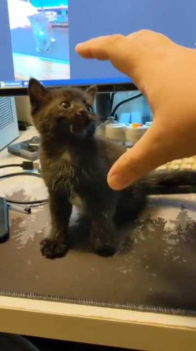 My gamer kitty also needs a name