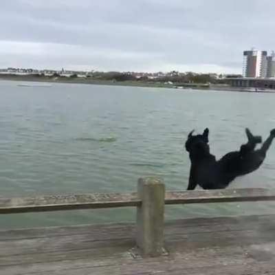 Dogs are so grateful