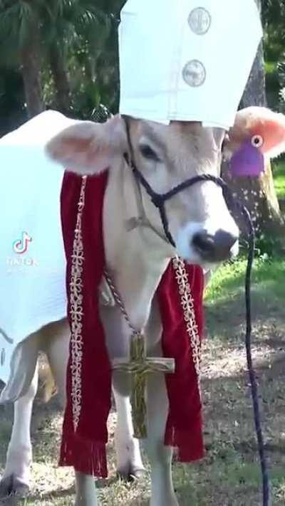 Literally a holy cow