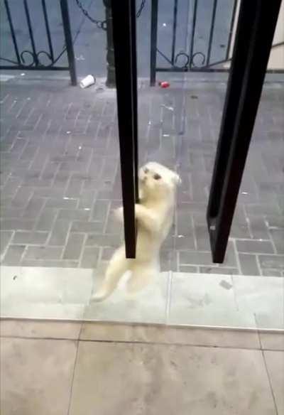 Cat freak out till he realizes he's fine. aaaa