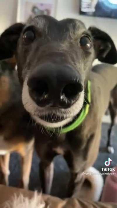 Shivers have been timbered