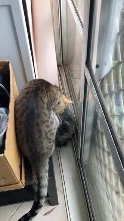 Eevee tapping her sister's head. Bop bop bop. Lilly noped out of there.