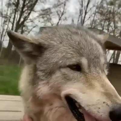 Lörge Böi getting kisses and scrities