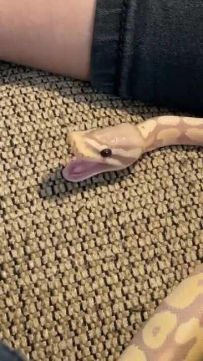 Finally got a yawn on camera! Del Monte is so cute 🥰