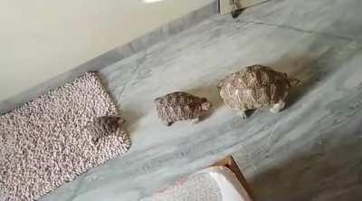 We recently gave our tortoise (the biggest) to a friend. She had a couple others and we thought it would be a better environment for him. She sent this video to us today. The three of them are now the best pals, and always walk around like this. <3