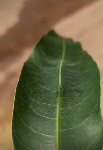 🔥The Common Baron Caterpillar