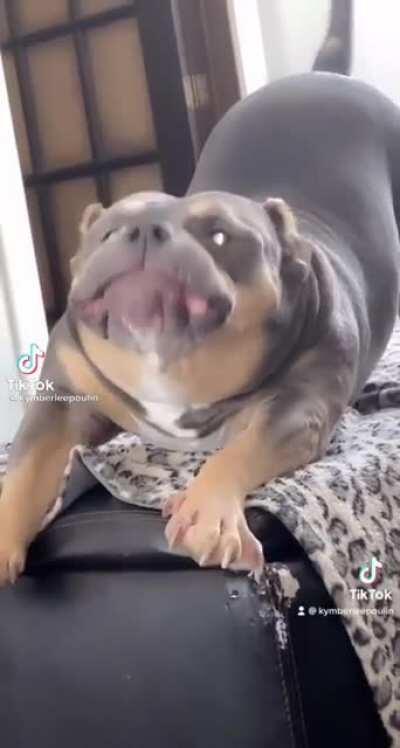 Doggo caught on Disney filter