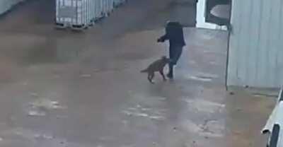 Jackal comes out of nowhere and bites a man