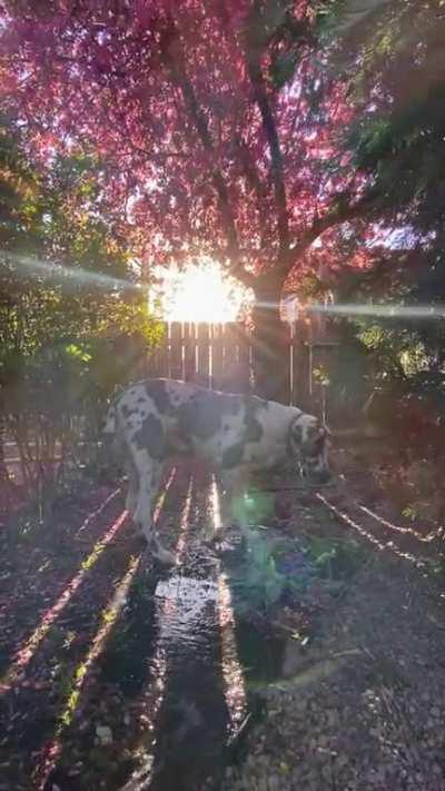 We bought a house back in January but we JUST discovered this little nook in the yard