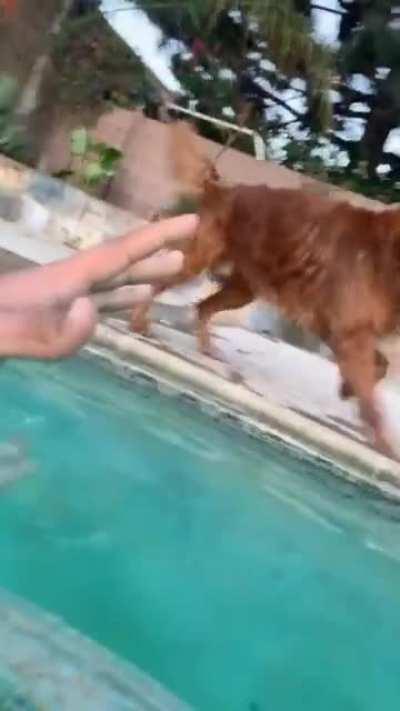 Doggo is worried when his human is in the pool and wants to hold his hand