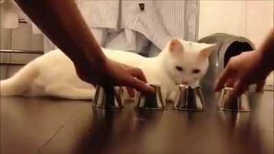 Smart cat can't be fooled !