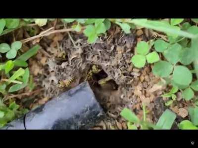 Yellow jackets sucked into a vacuum