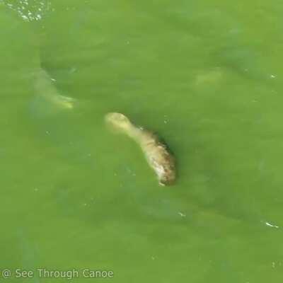 The Odd Pod. A Manatee Adopted by a Pod of Dolphins