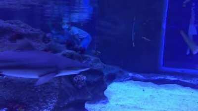 Baby Shark do do do do do do dooo