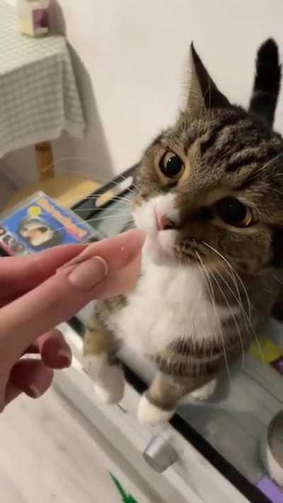 Spoiled cat is tired of eating ham…mine would kill for a bite