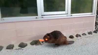 🔥 Father beaver carrying carrots for its family