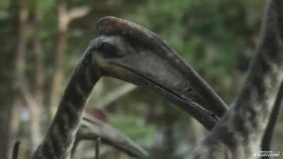 Hatzegopteryx was discovered to have powerful neck muscles and a strong skull, making capable of hunting large prey. As such it was the undisputed apex predator of the Hatzeg Islands.